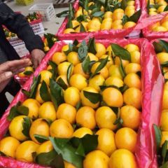 湖南特早蜜桔，叶桔出售无代办