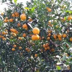 销售卷桥蜜桔，欢迎联系我！