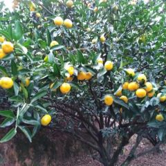 优质的南丰蜜橘，自产自销，物美价廉，质量好。