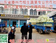 2020冬季山东枣庄滕州大白菜专业供应商价格优惠