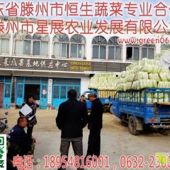 2020冬季山东枣庄滕州大白菜专业供应商价格优惠