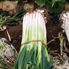 长白大葱，无公害产品