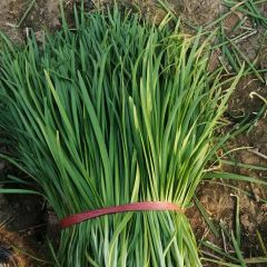 柘城远襄董国河雪青韭菜