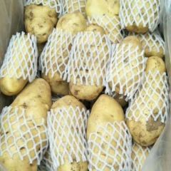 山东肥城荷兰十五库存土豆大量供应中
