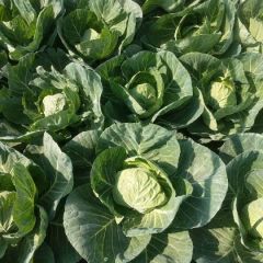 优质甘蓝已上市全国供应