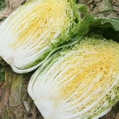 黄心大白菜！玲珑黄！秋宝！北京新三号！适合市场