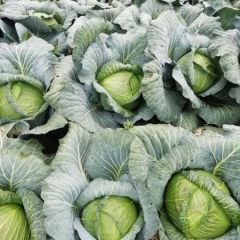 包菜，自产自销，价格低。