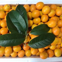 广西桂林阳朔优质水果代购代办