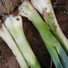 河北定州鸡腿大葱香甜可口