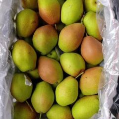 陕西冷库香梨价格，冷库红香酥梨批发