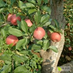 出售自家果园国光苹果