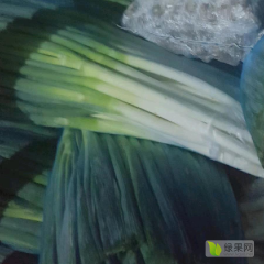 常年供应打冷净葱，高度40 公分