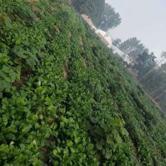 林中套种的青梗菜