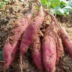 商品薯商薯19还有部分龙9，40万淀粉薯40万斤