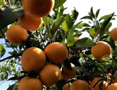 宜昌蜜橘 60以下带叶果低价处理，有采购的老板前来看货