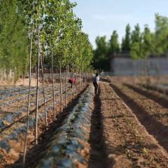 自己良心种植的密薯！不说漂亮话！用良心说话！