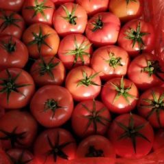 本地温室硬粉西红柿大量上市