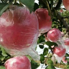 山西万荣临猗晚熟纸夹膜红富士和膜袋红富士大跌价啦