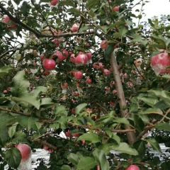 山西运城万荣晚熟纸夹膜红富士和膜袋红富士大掉价啦