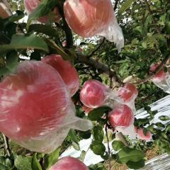 山西万荣临猗晚熟纸夹膜红富士膜袋红富大掉价啦