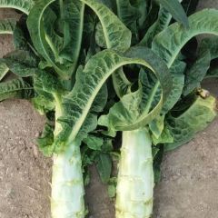 本地万亩紫叶香莴笋大量上