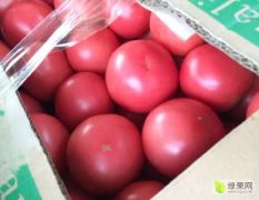 河北新乐西红柿大量上市