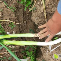 沈阳新民大葱大量上市