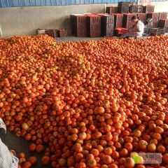 山东聊城莘县西红柿已大量上市!质量杠杠滴！大红果!硬粉!