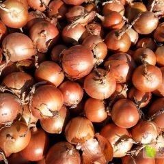 精品的红黄紫洋葱，外售