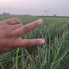 我的家乡在滑县，我们这里盛产农作物