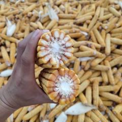 优质玉米 货源充足 质量可靠