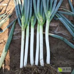 平度大葱大量上市了！