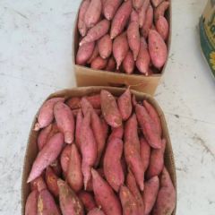 沙泉蜜薯品质保障 双十一大优惠