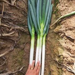 安丘优质铁杆大葱大量供应中