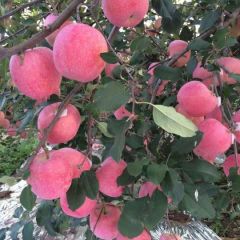 山东烟台红富士苹果大量上市欢迎您的采购