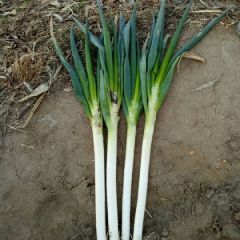 平度铁杆大葱大量上市