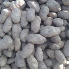 青暑9还是上市了