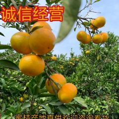 蜜橘特早蜜桔产地直销大量供应现摘现装湖北产地