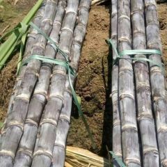 廣西黑甘蔗熱賣中質量口感絕佳