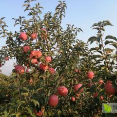 辽宁省沈阳市新民市 寒富苹果口感脆甜