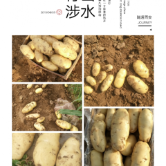 山东省平阴、肥城蔬菜主产区