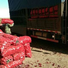 齐齐哈尔市洋葱大量上市