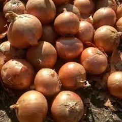齐齐哈尔市洋葱大量上市