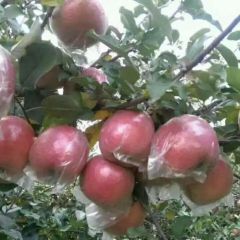 山东潍坊冰糖心红富士苹果产地批发