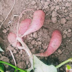 精品西瓜红正在上市中