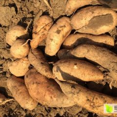 香甜自家天然红薯上市