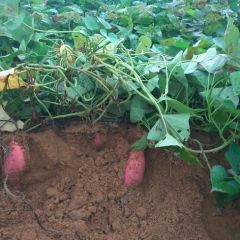 10万斤地瓜 急需出售 品质 西瓜红 冀薯26