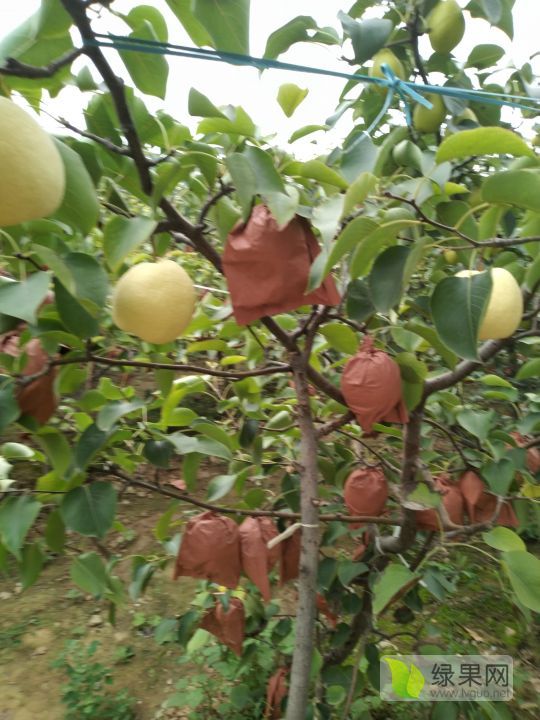 2019年陕西蒲城酥梨价格