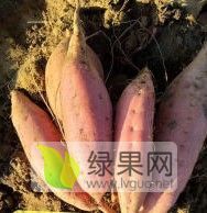 烟薯系列3两以上：0.8元/斤