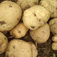 山西土豆大量上市，价格低